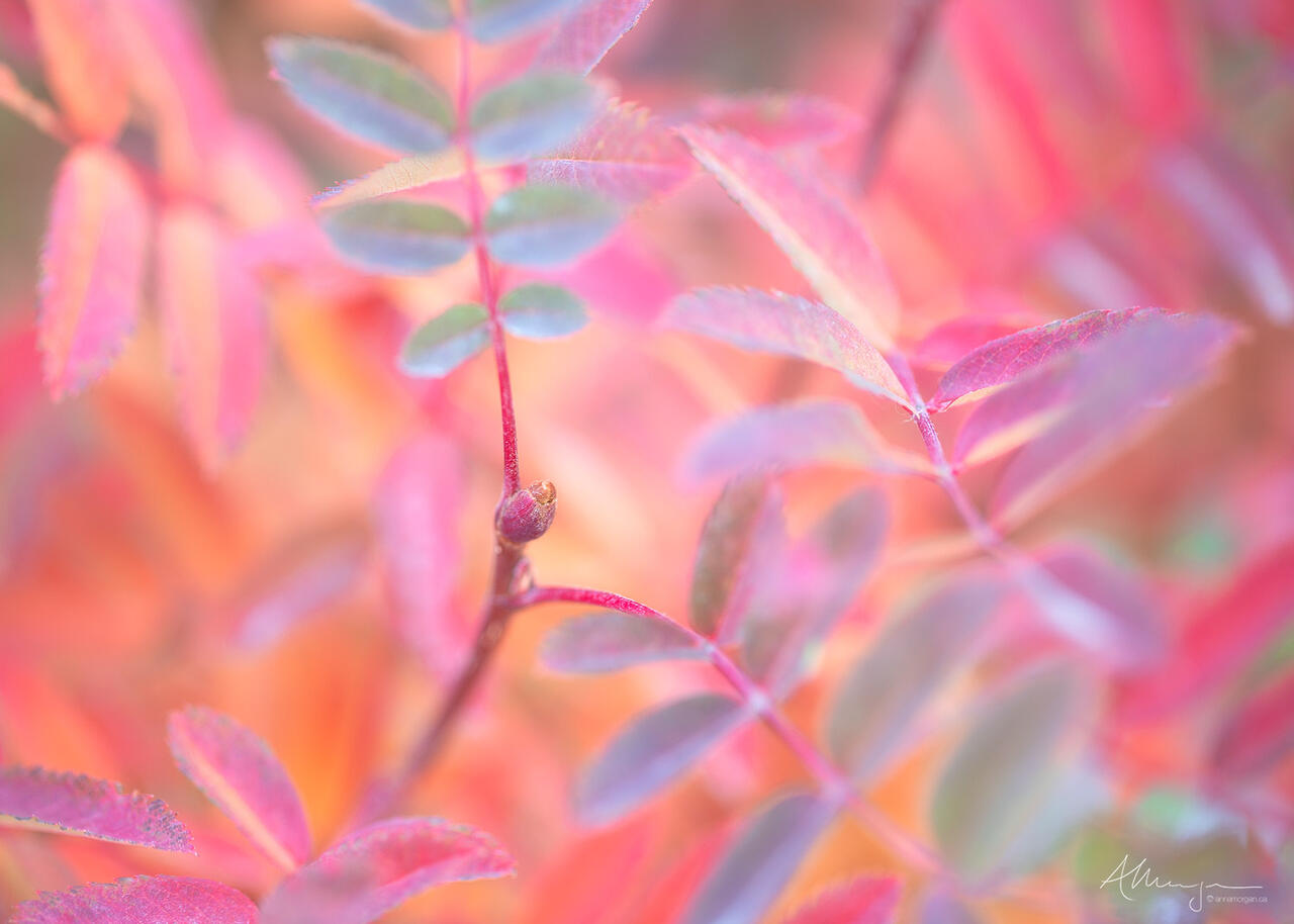 Mountain Ash Mt Rainier National Park Anna Photography