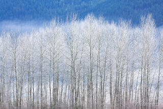 Bare, winter trees covered in hoar frost against a background of shadowed mountains and a cloud inversion.  