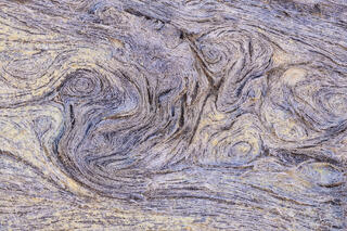 Lichen covered juniper bark in a wash in the Clear Creek area of Zion National Park