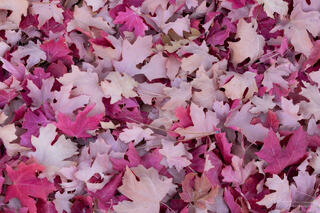 Bright pink autumn maple leaves on the floor of a wash in the Clear Creek area of Zion National Park, Utah
