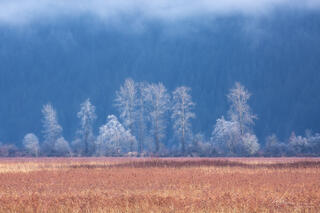 Heavy hoar frost on a group of trees under a cloud inversion on a winter's morning.