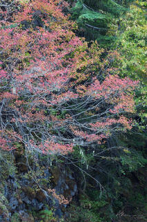 Anatomy of a Maple