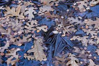 Oak leaves and serviceberry leaves in a frozen pool reflecting sandstone colours in the Clear Creek area of Zion National Park