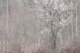Delicate blossoms appear in a woodland where all the trees are still bare.