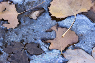 metallic silver coloured bio oils and autumn leaves lying on the surface of a pool of water in Zion National Park, Utah