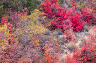 Red, peach and yellow autumn trees and yuccas in a wash in the Clear Creek area of Zion National Park, Utah