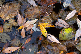 A stagnant pool filled with colourful autumn leaves and bodies of dead insects.
