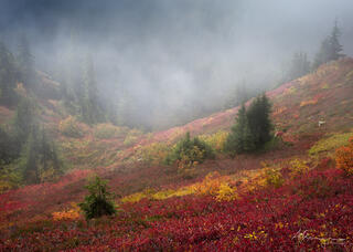 Light mist engulfs the fiery, red Autumn huckleberry leaves high up in the mountains near Mt Baker