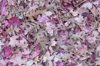 pink autumn maple leaves, brown dry oak leaves and ponderosa pine needles on the floor of a wash in the Clear Creek area of Zion National Park, Utah