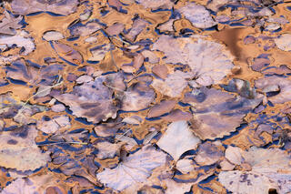 leaves floating in the water with sandstone reflections along Pine Creek in Zion National Park, Utah