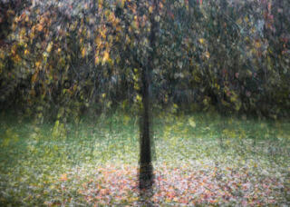 Multiple exposure image of a weeping birch tree in a local park after an Autumn storm