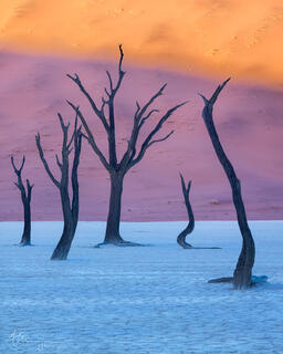 An artistic composition of Acacia trees in the Deadvlei pan in Sossusvlei, part of the Namib-Naukluft National Park