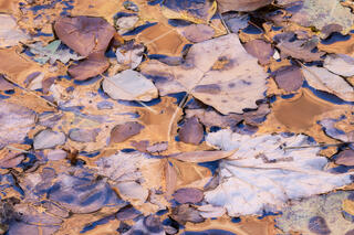 leaves floating in the water with sandstone reflections along Pine Creek in Zion National Park, Utah