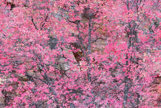 Pink autumn maple leaves on a tree in a canyon in Zion National Park, Utah