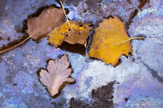 metallic silver coloured bio oils and autumn leaves lying on the surface of a pool of water in Zion National Park, Utah