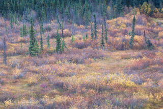 Willows in Autumn colour in a beaver landscape in Jasper National Park