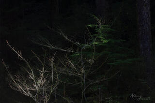 Dark So Green