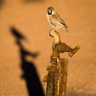 A Sociable weaver bird sits on a rusted tap to take a small drink of water.  