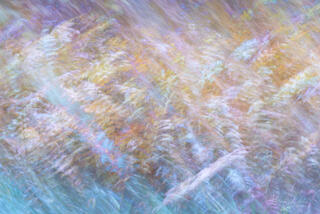 multiple exposure of pastel coloured ferns
