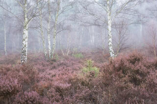 Heather and birch trees in an English nature reserve on a misty winter morning.