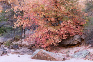 Red Pink autumn maple tree and yucca in a wash in the Clear Creek area of Zion National Park, Utah