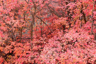 Bright red autumn maple tree in a wash in the Clear Creek area of Zion National Park, Utah