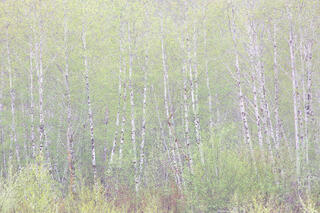 Forest Fabric