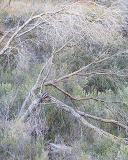 Intimate landscape image of dead white grey trees among sagebrush  and rabbit brush in Zion National Park, Utah