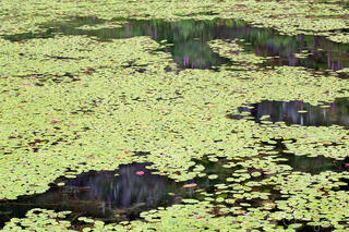 lily pad covered lake with reflections of pink foxgloves on its surface in the Lower Mainland of British Columbia