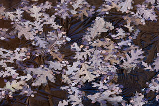Oak leaves and serviceberry leaves in a frozen pool reflecting sandstone colours in the Clear Creek area of Zion National Park