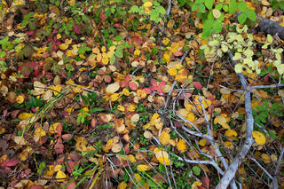 Autumn leaves on a forest floor in Manning Provincial Park, British Columbia.