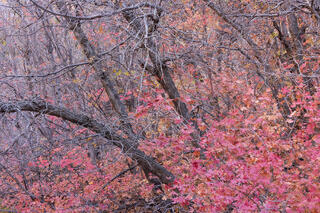 Red Pink autumn maple leaves in a sandstone canyon in the Clear Creek area of Zion National Park, Utah