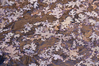 Dead moth, oak leaves and serviceberry leaves in a frozen pool reflecting sandstone colours in the Clear Creek area of Zion National Park
