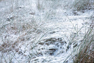 Grasses covered in snow creating a feeling of gravitational pull, a vortex to get sucked into