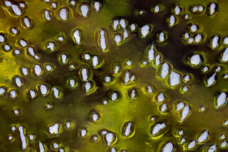 reflections of trees in the water with foam bubbles along Pine Creek in Zion National Park, Utah