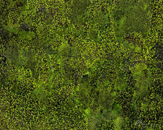 A close up of a moss-covered boulder.