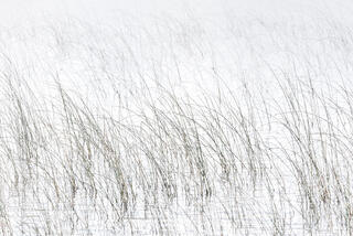 high key grasses in lake