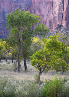 green trees against backdrop on sandstone canyon walls int eh main canyon of Zion National Park, Utah