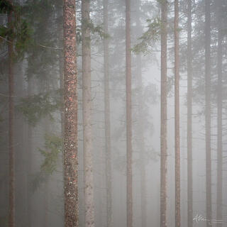 Vertical pine tree trunks in a heavy mist in the Dolomite, Italy.   