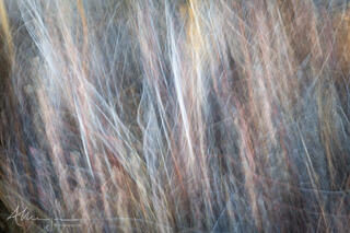 long exposure with intentional camera movement captures the motion of autumn grasses swaying in the breeze