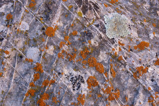 orange and sage green lichens found on sandstone in the clear creek area of Zion National Park, Utah