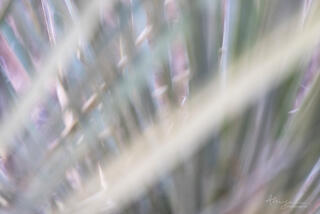 close up image of yucca with shallow depth of field and pastel colours in Zion national park, Utah