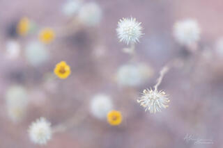 desert flowers in Zion National Park, Utah