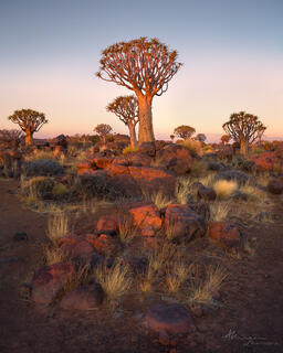 Quiver trees, a type of succulent plant, in the desert at sunset near Keetmanshoop, Namibia