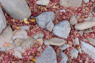 Fallen red maples leaves and yellow cottonwood leaves scattering between rocks in a wash in the Clear Creek area of Zion National Park, Utah