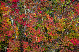Lichens cascade from vine maples in full autumn color