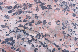 Lichen patterns on the sandstone of the Clear Creek area in Zion National Park, Utah