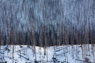 Fire charred trees stand, like tiny matchsticks covering the slopes of the Canadian Rocky Mountains.