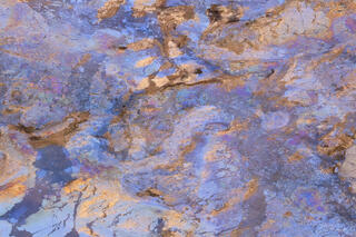  leaves lying in pool of water covered in a film of colourful bio oils
