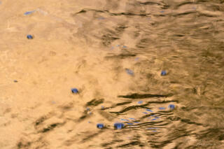 bubbles and reflections of sandstone walls in the water Pine Creek in Zion National Park, Utah